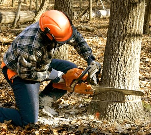 Tree Removal in Milbridge, ME